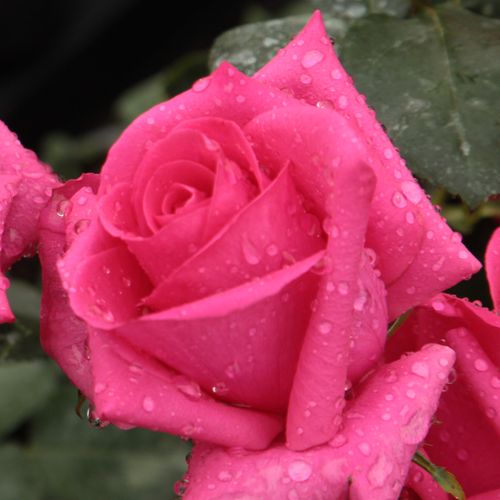 Rozenstruik - Webwinkel - theehybriden - roze - Rosa Lancôme - geurloze roos - Georges Delbard - Lange en sterke steel maakt het een goede snijbloem. Kan de hele zomer door geplukt worden ondanks de minder rijke bloei.
